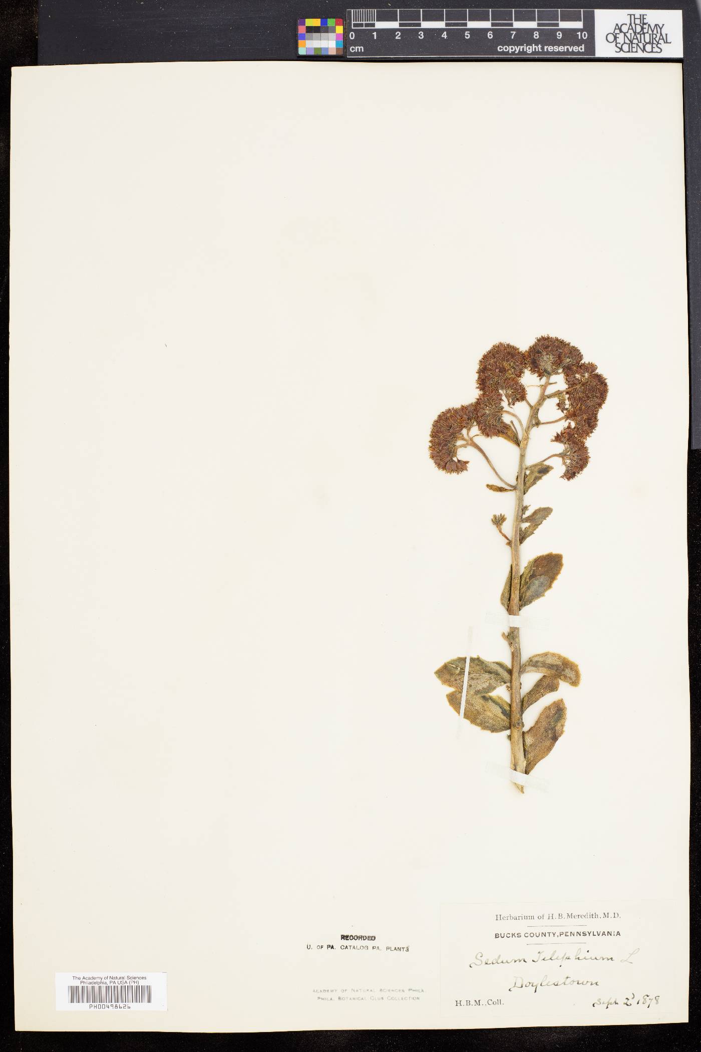 Sedum telephium image