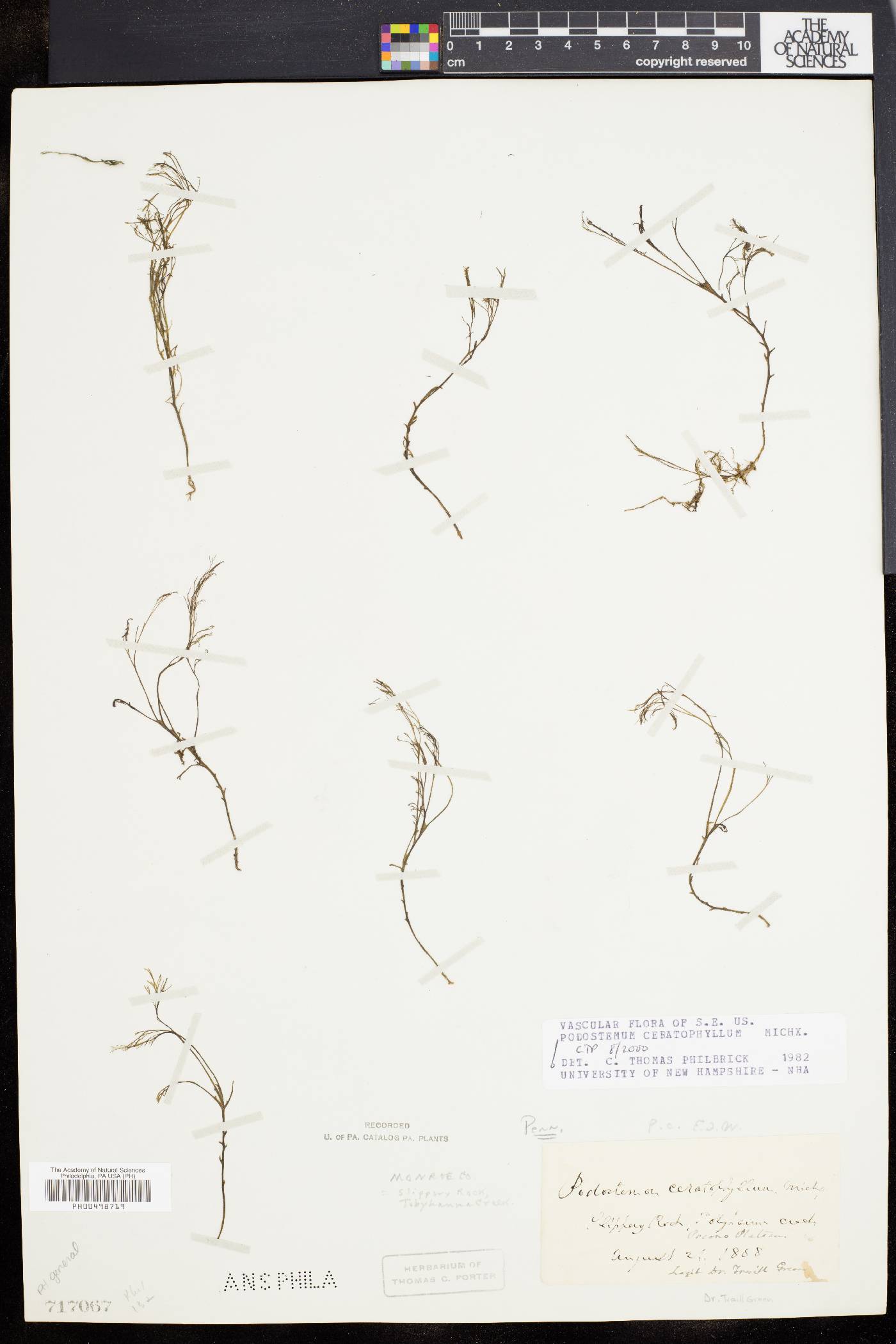 Podostemum ceratophyllum image