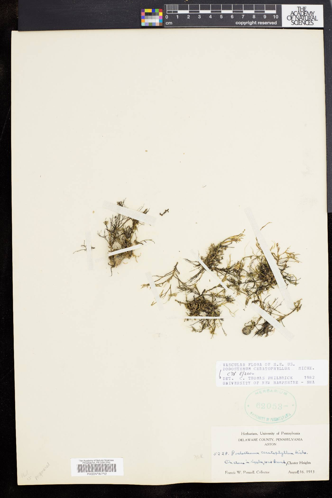 Podostemum ceratophyllum image