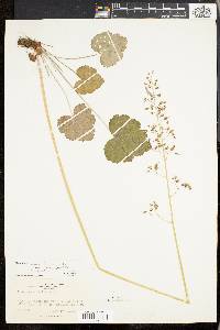 Heuchera americana image