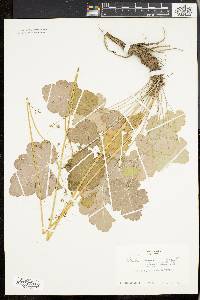 Heuchera americana image