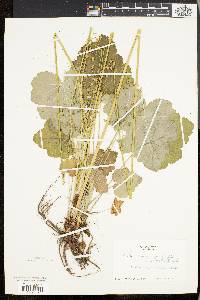 Heuchera americana image