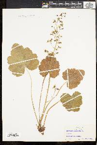 Heuchera americana image