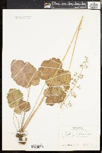 Heuchera americana image