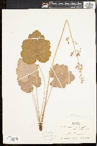 Heuchera americana image