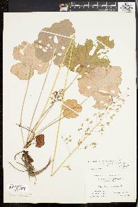 Heuchera americana image