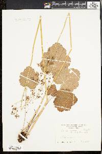 Heuchera americana image