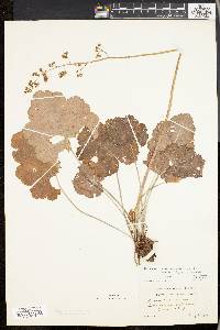 Heuchera americana image