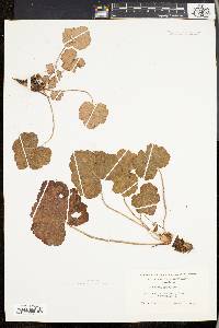 Heuchera americana image