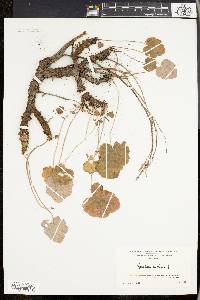 Heuchera americana image