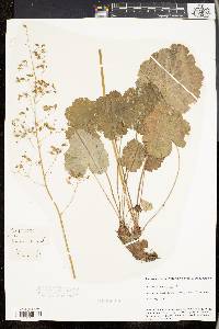 Heuchera americana image