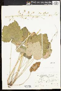 Heuchera americana image