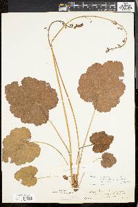 Heuchera americana image