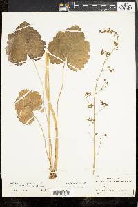 Heuchera americana image