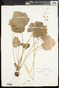 Heuchera americana image