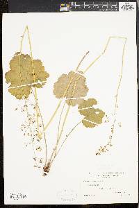 Heuchera americana image