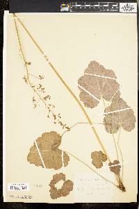 Heuchera americana image