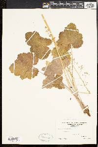 Heuchera americana image