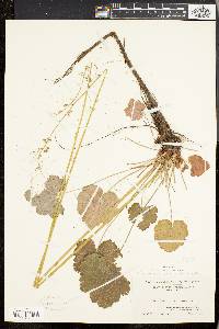 Heuchera americana image