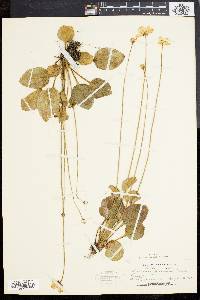 Parnassia glauca image