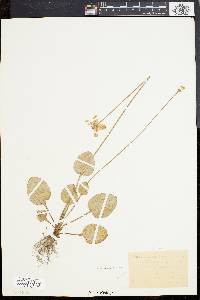 Parnassia glauca image