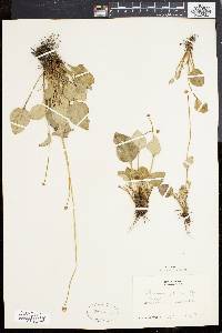 Parnassia glauca image