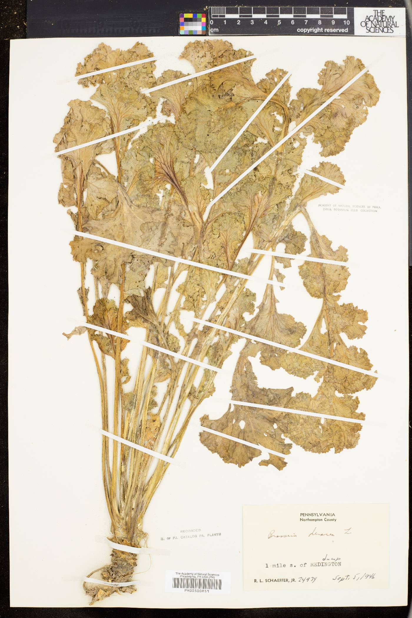 Brassica oleracea image