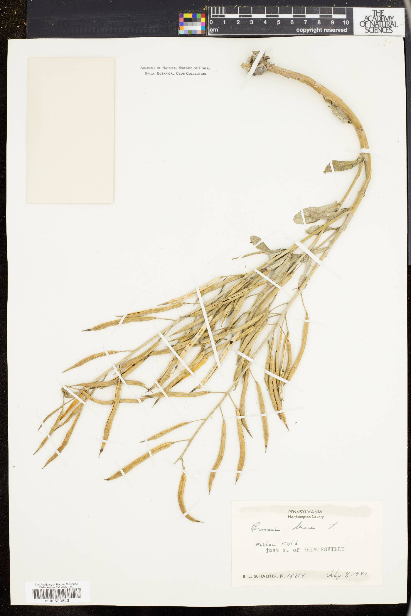 Brassica oleracea image