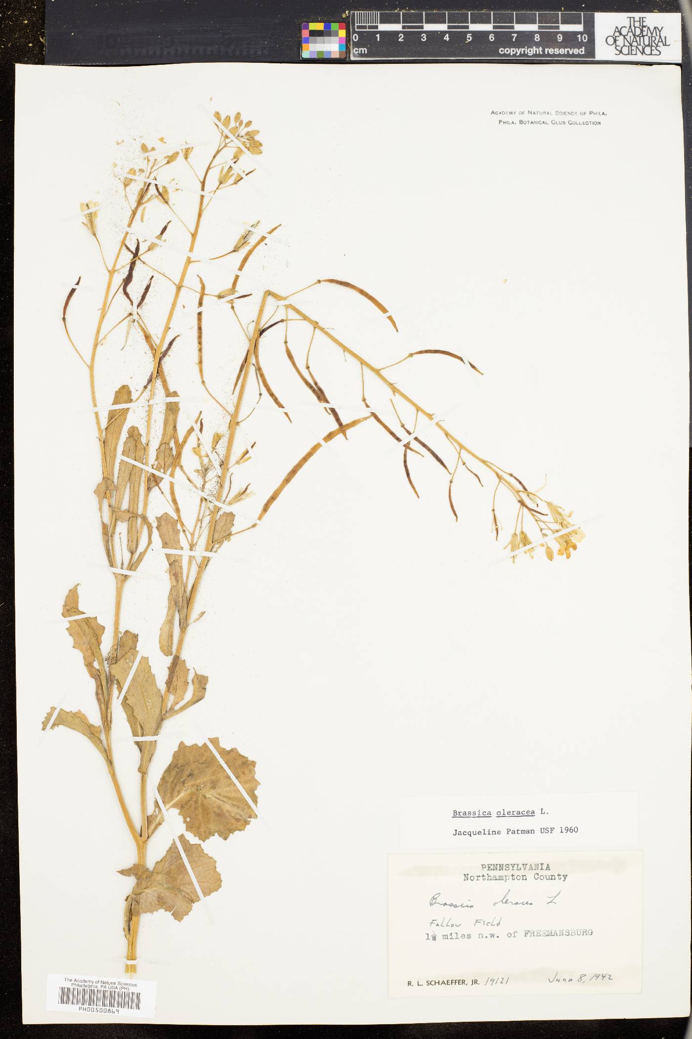 Brassica oleracea image