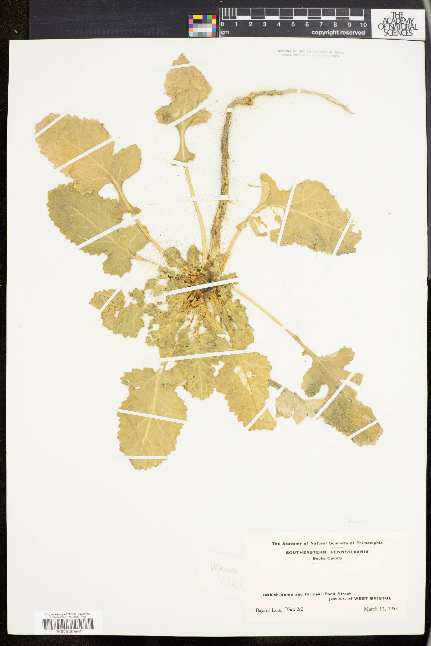 Brassica oleracea image