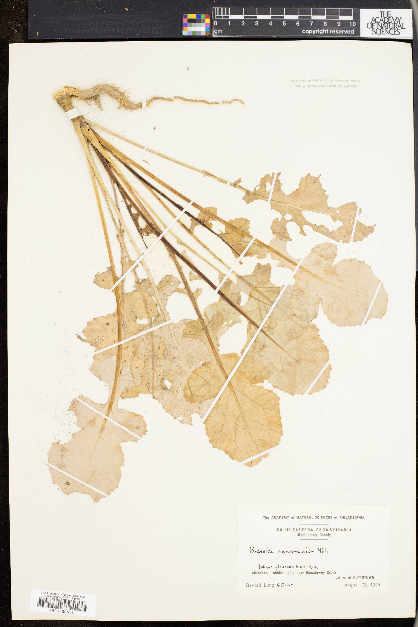 Brassica oleracea image