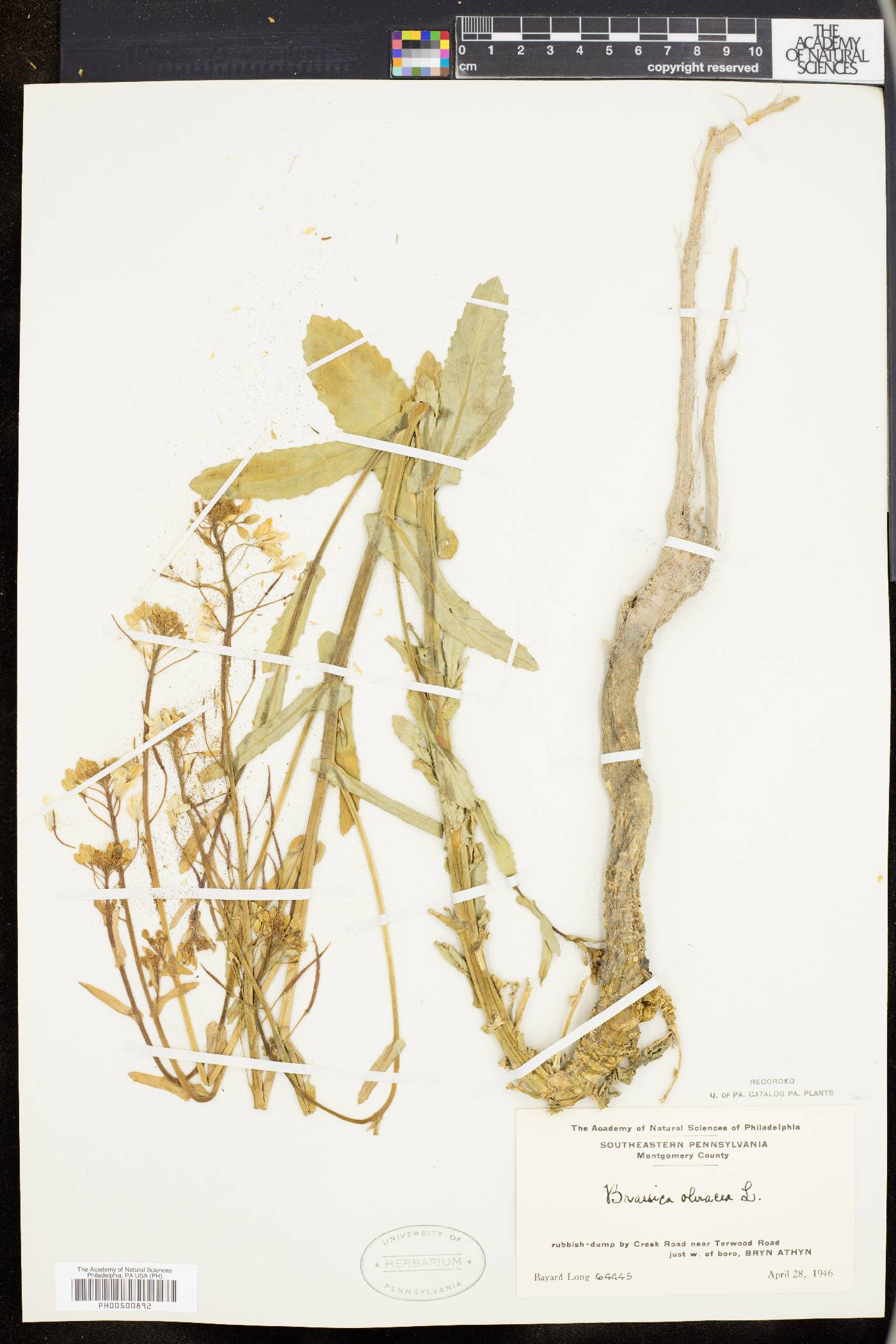 Brassica oleracea image