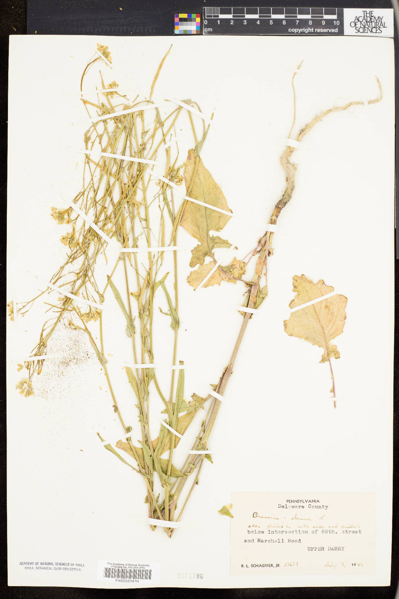 Brassica oleracea image