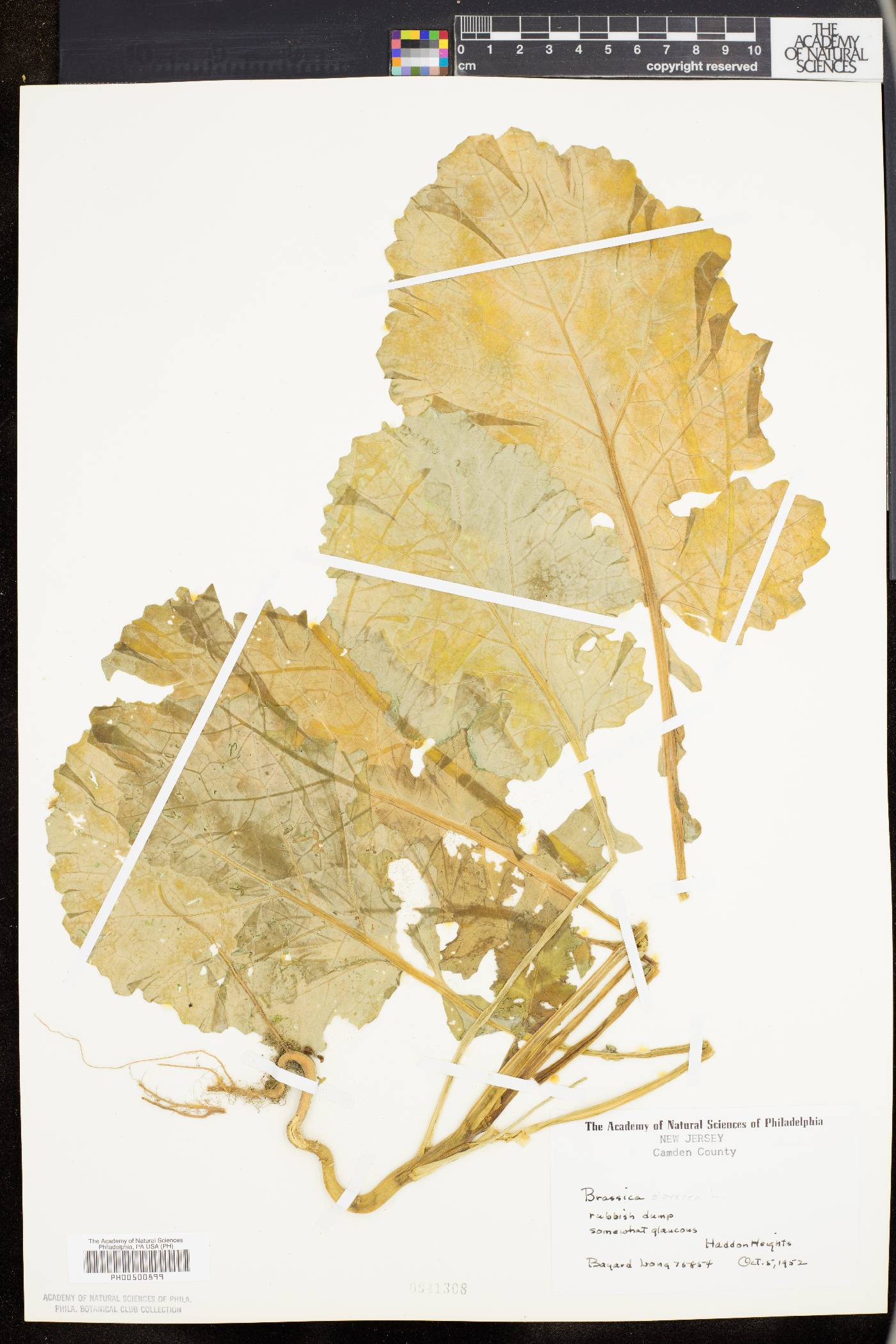 Brassica oleracea image