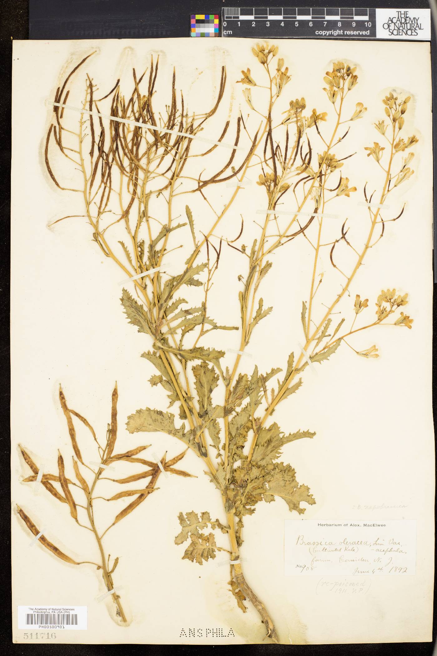 Brassica oleracea image