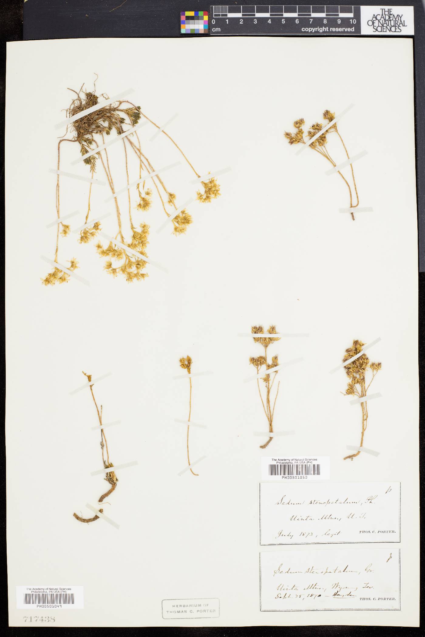 Sedum caerulescens image