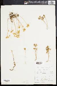 Sedum caerulescens image