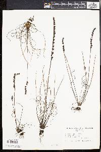 Drosera filiformis image