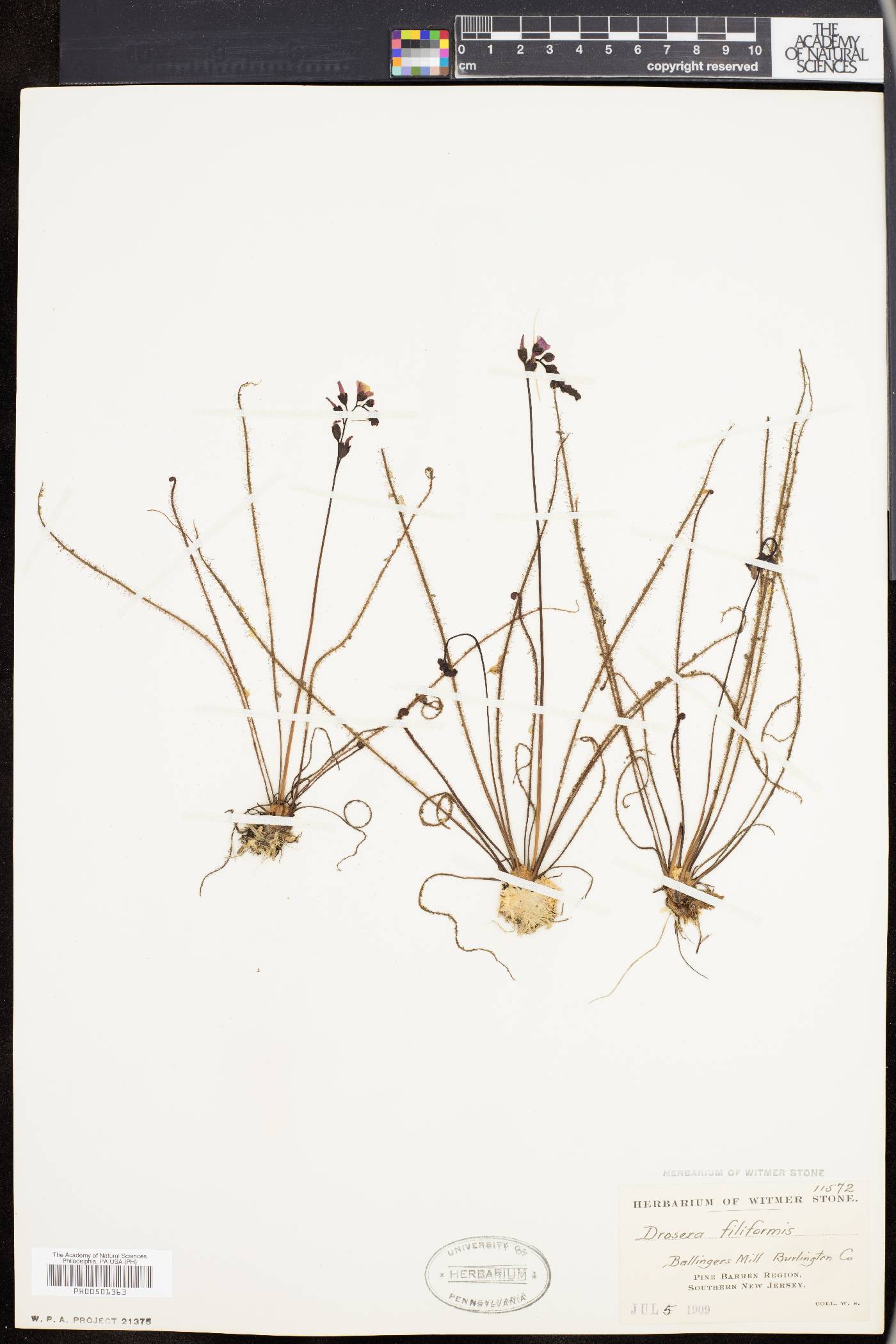 Drosera filiformis image