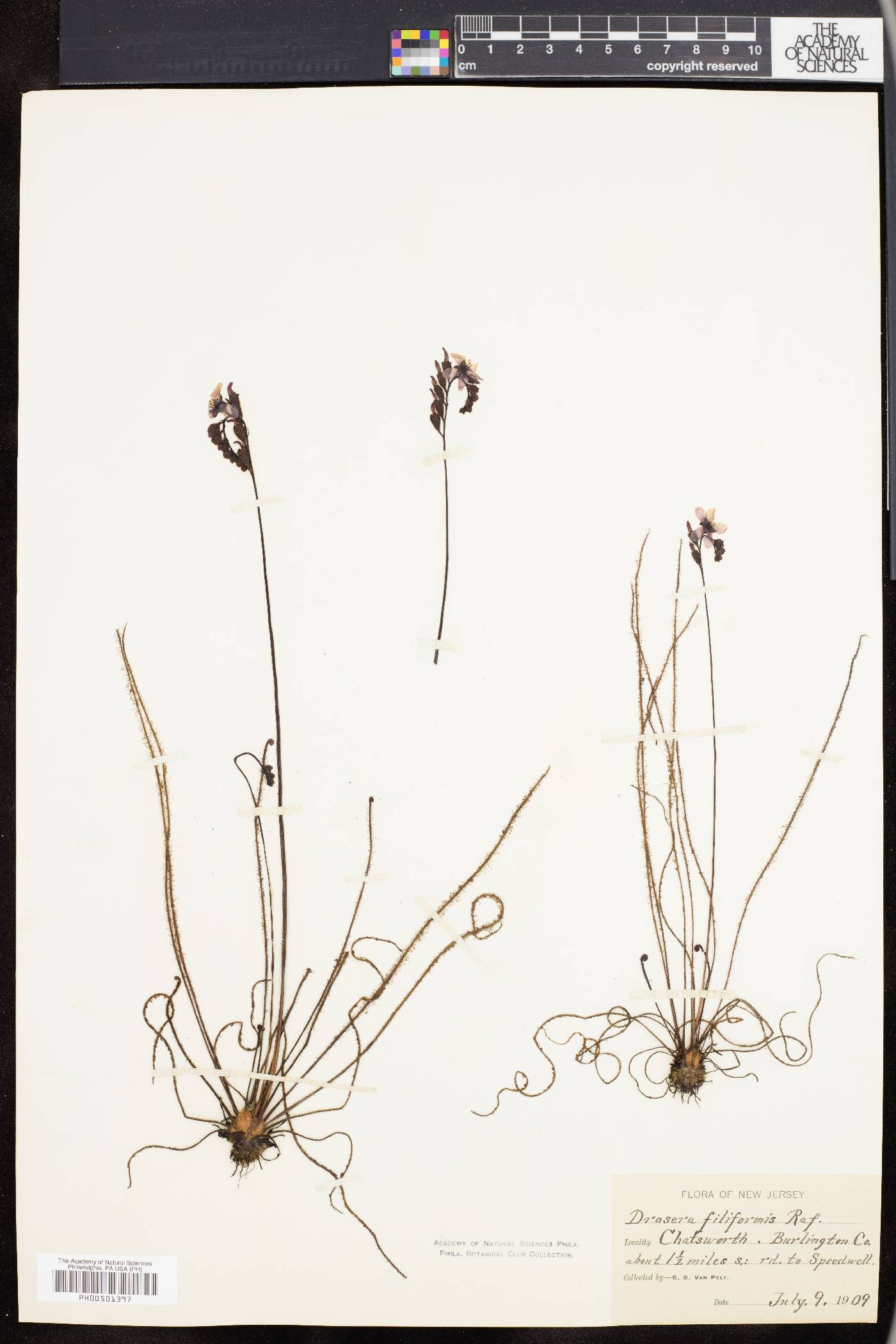 Drosera filiformis image