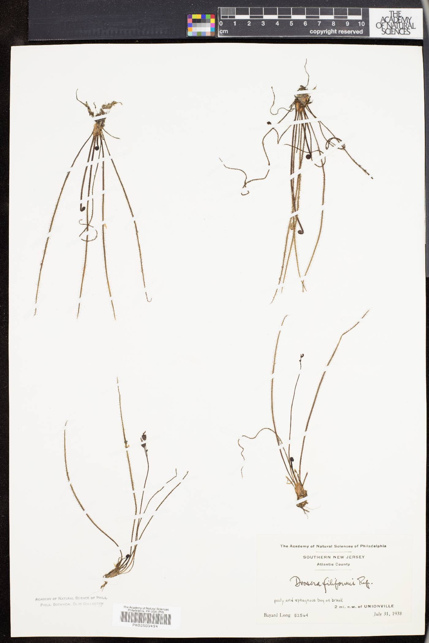 Drosera filiformis image