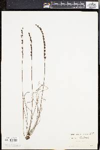 Drosera filiformis image