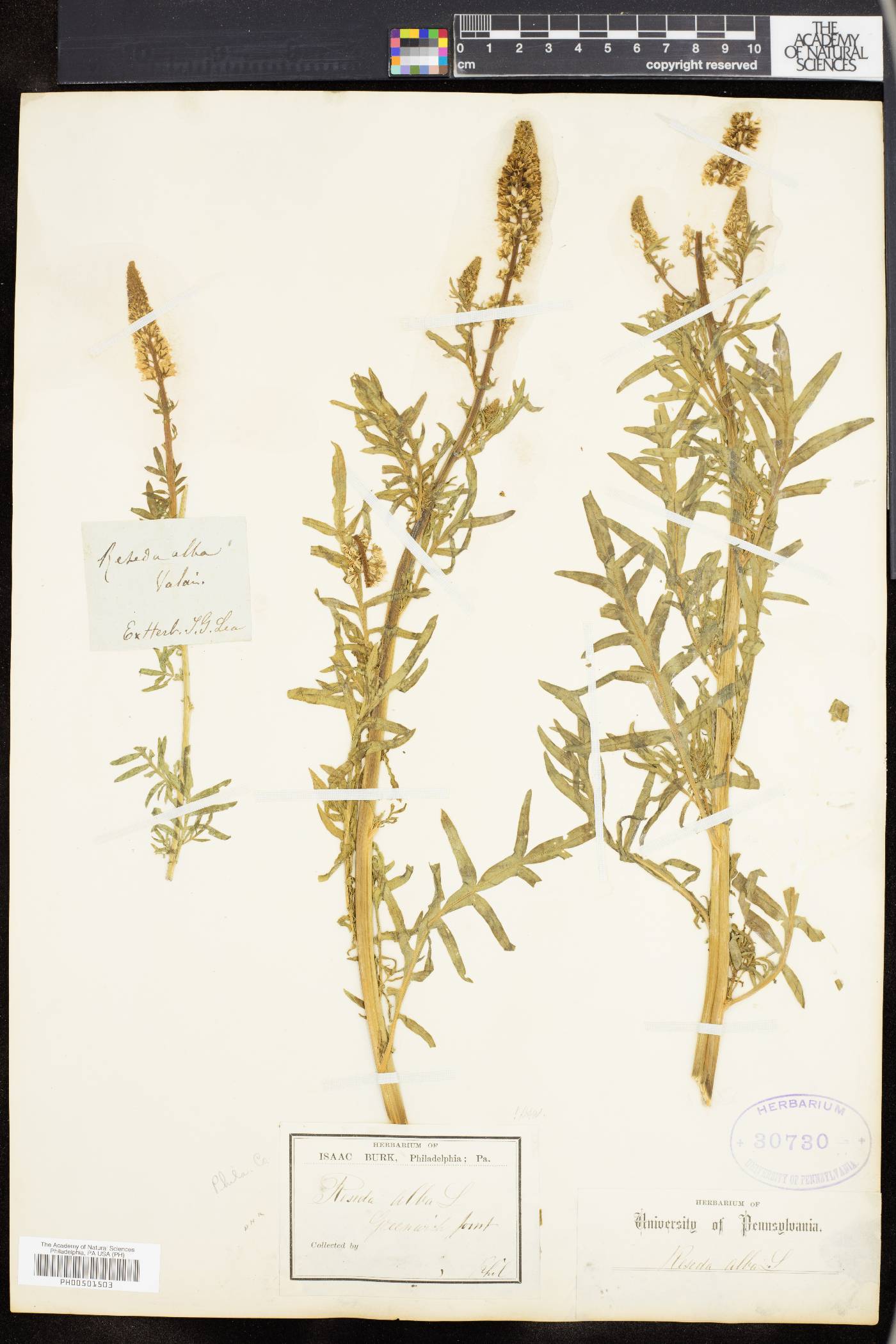 Reseda alba image