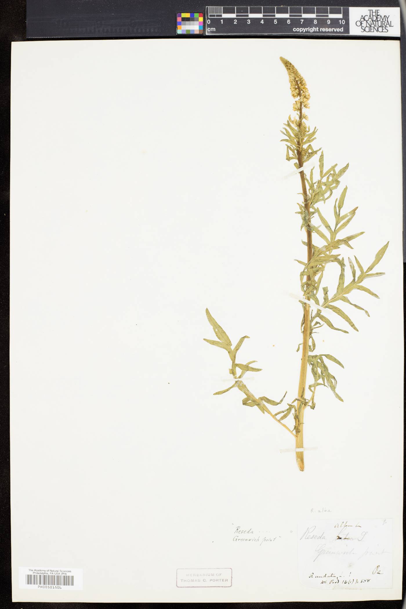 Reseda alba image