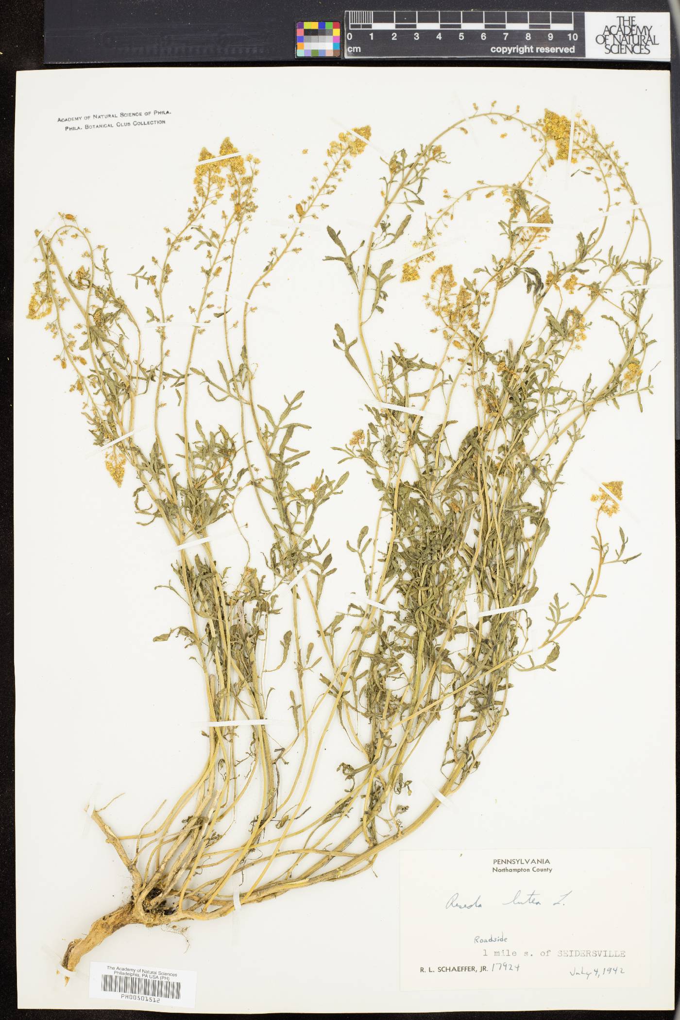 Reseda lutea image