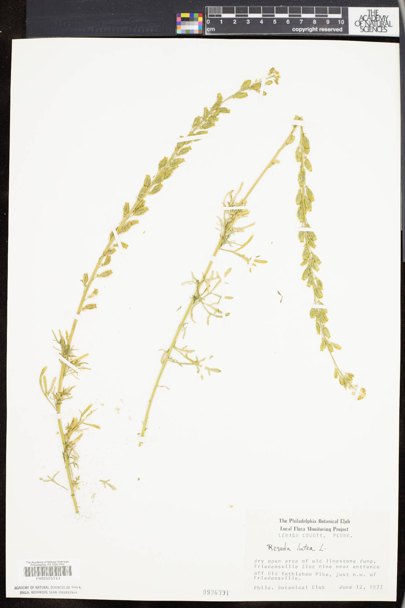 Reseda lutea image