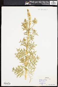 Reseda lutea image