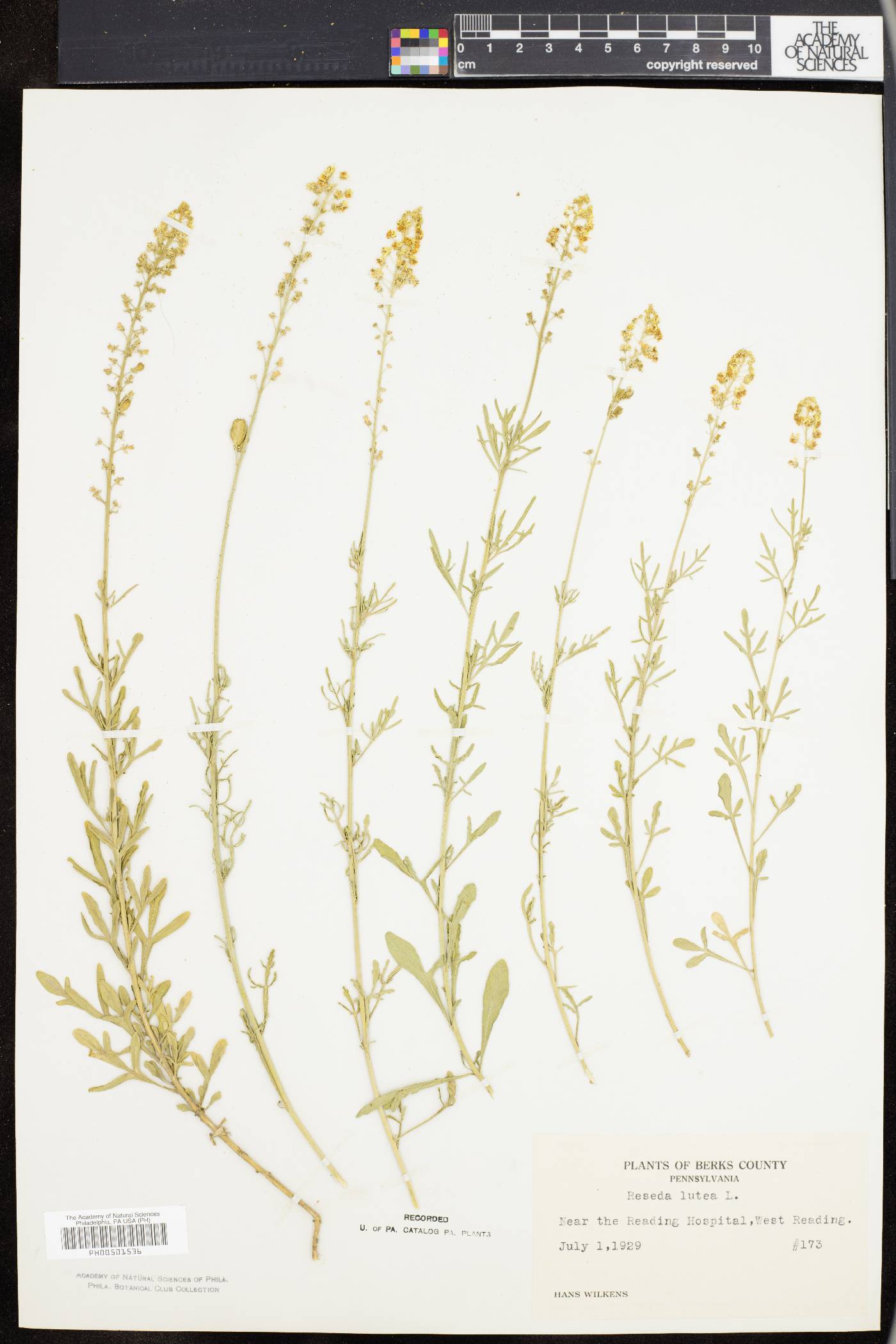 Reseda lutea image