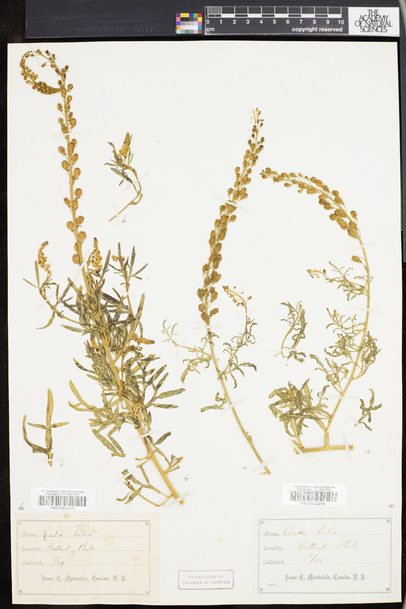 Reseda lutea image