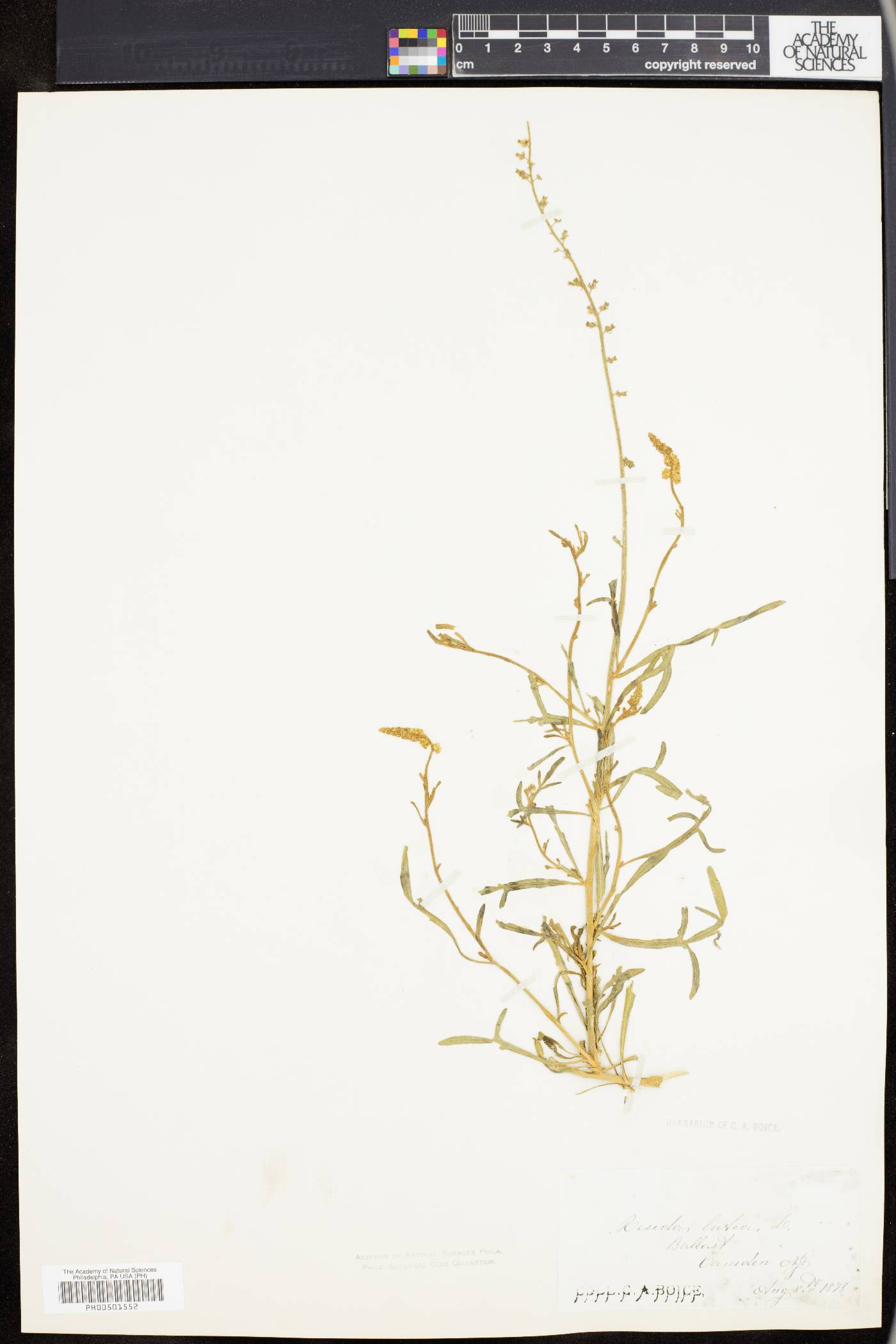 Reseda lutea image